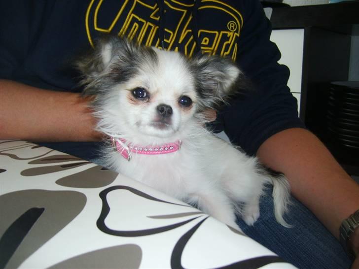 Chihuahua Soffy billede 14