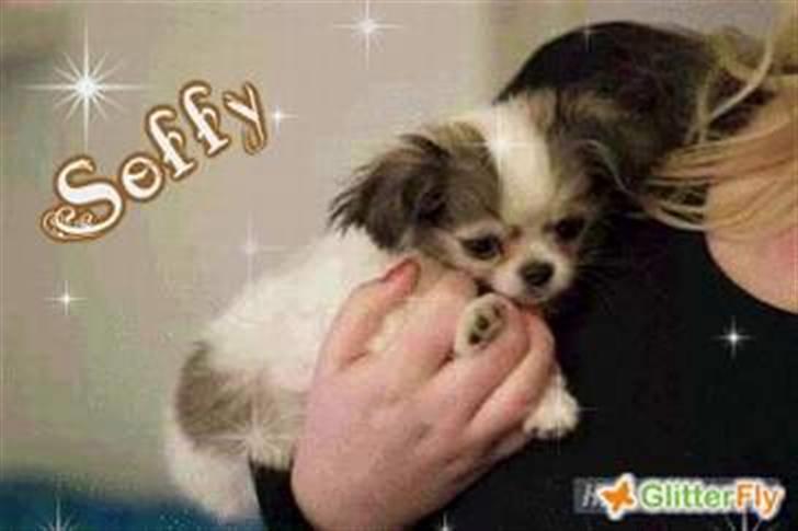 Chihuahua Soffy billede 15