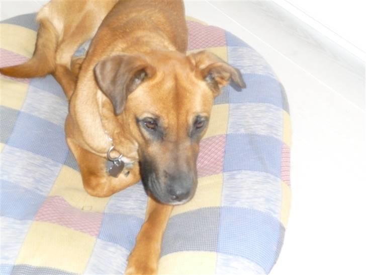 Blanding af racer Nynne R.I.P - III Jeg Ligger Lige og Kigger billede 13