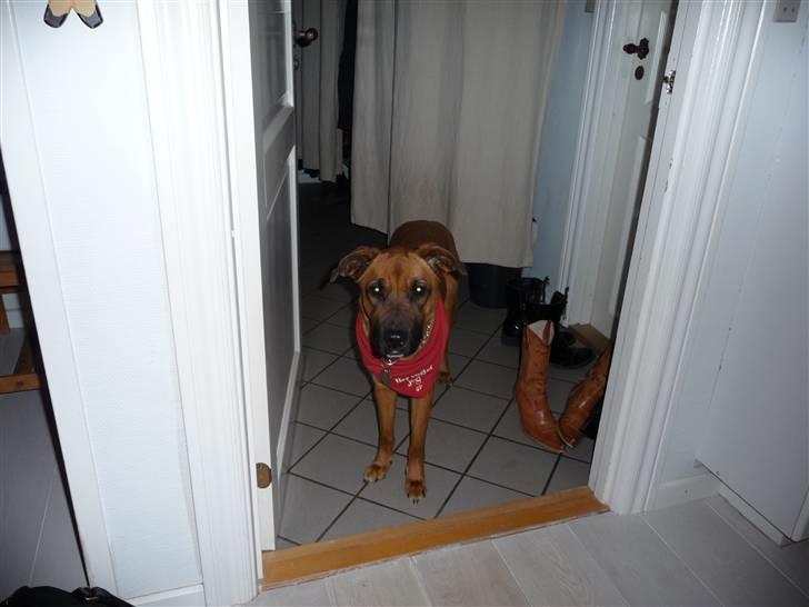 Blanding af racer Nynne R.I.P - Hej Hej billede 14