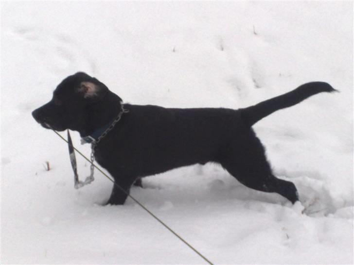 Labrador retriever Scooby - En tur i sneen i skoven billede 1