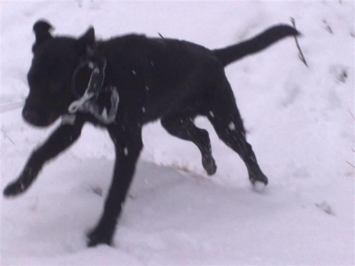 Labrador retriever Scooby - Og der var knald på billede 2