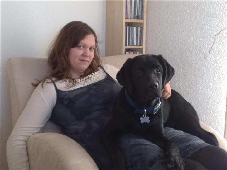 Labrador retriever Scooby - Nyder at ligge tæt billede 3