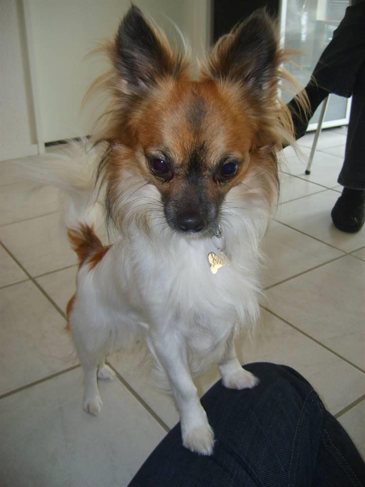 Chihuahua Snoopy billede 19