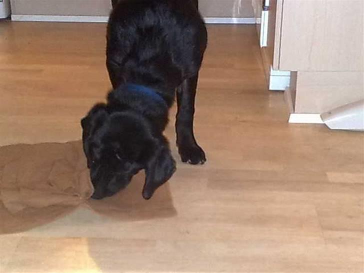 Labrador retriever Scooby - Hjernegymnastik er godt billede 4