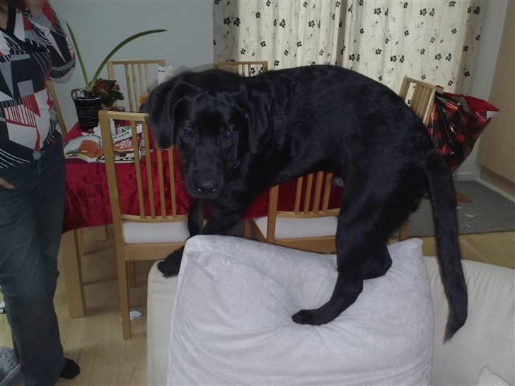 Labrador retriever Scooby - Jeg har blå øjne og elsker balancegang billede 5