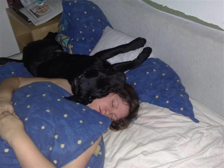 Labrador retriever Scooby - Det er skønt at sove sammen billede 6