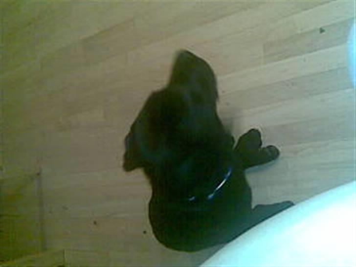Labrador retriever Scooby billede 7