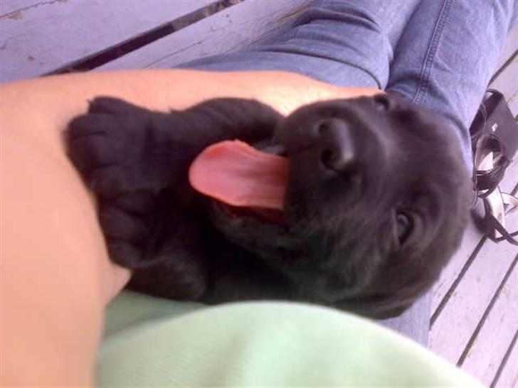 Labrador retriever Scooby - 24 dage gammel billede 8