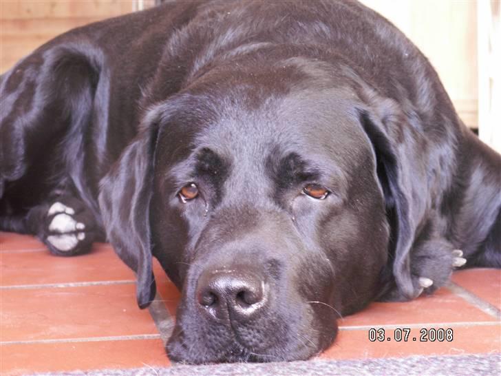 Labrador retriever Miyake-himmelhund billede 1