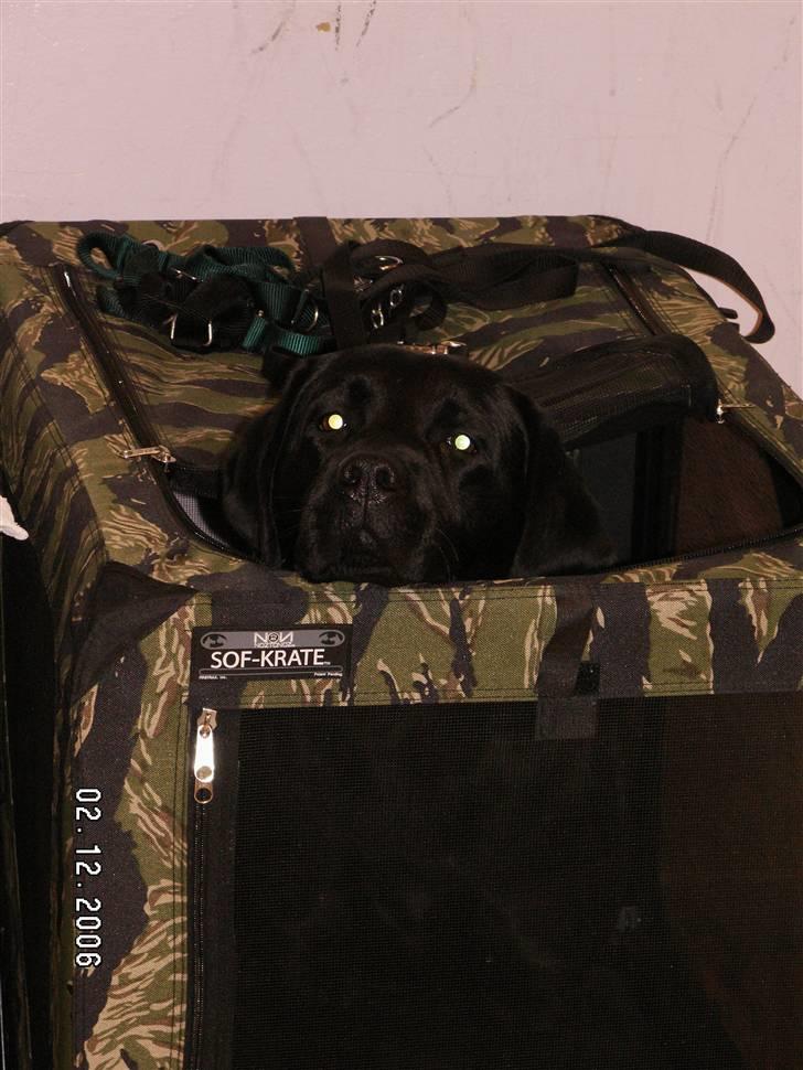 Labrador retriever Miyake-himmelhund - Øh hej... Jeg nyder at kigge op og forskrække forbipasserende, når jeg er på udstilling billede 2