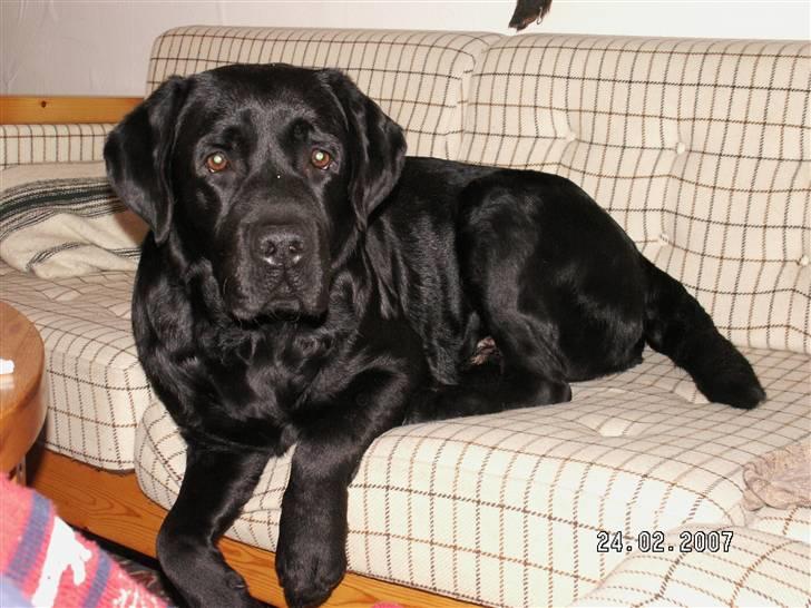 Labrador retriever Miyake-himmelhund - Sofa hunden;o) billede 3