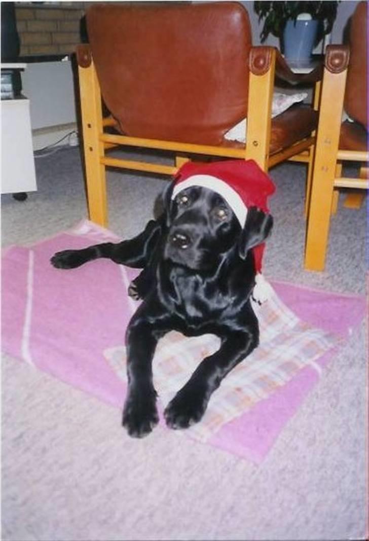 Labrador retriever Miyake-himmelhund - Glædelig jul... billede 4