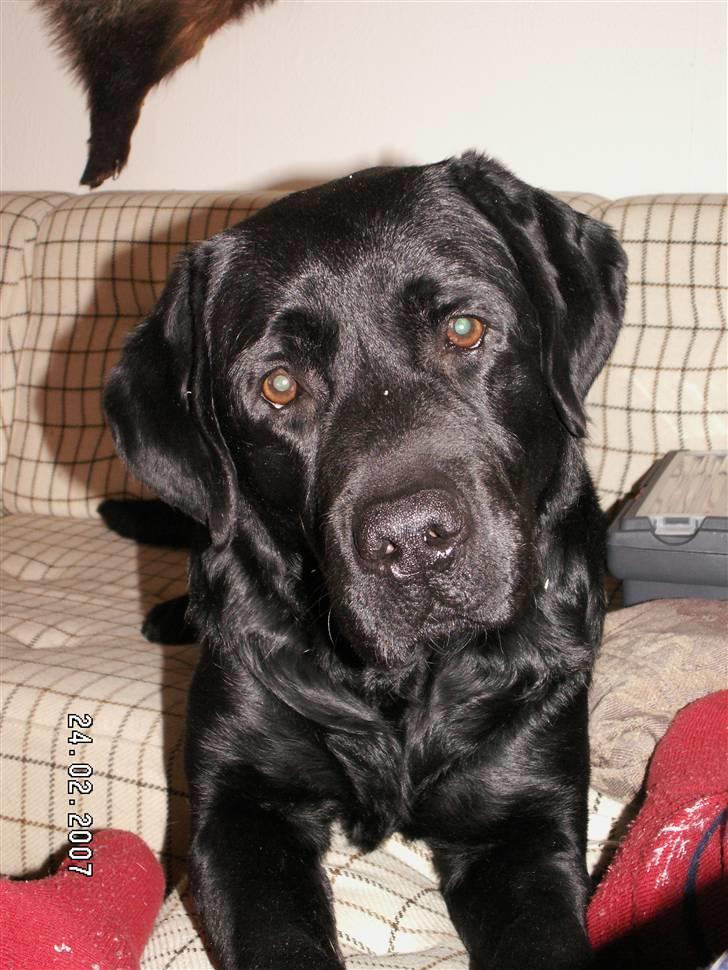 Labrador retriever Miyake-himmelhund - Vil du noget? billede 5