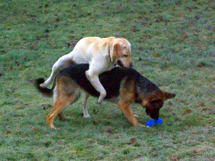 Schæferhund Hemax Aline, kaldet Eisa - Ja...Ja...så længe jeg har begge bolde.... billede 15