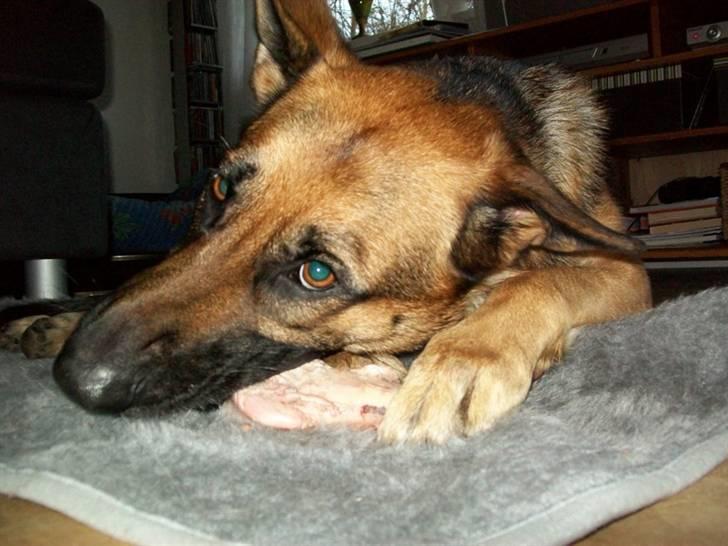 Schæferhund Hemax Aline, kaldet Eisa billede 16