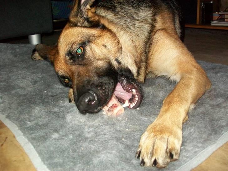 Schæferhund Hemax Aline, kaldet Eisa billede 17