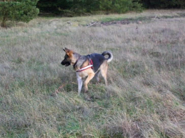 Schæferhund Hemax Aline, kaldet Eisa billede 18