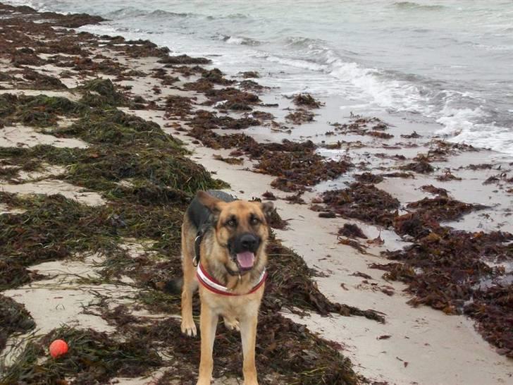 Schæferhund Hemax Aline, kaldet Eisa billede 19