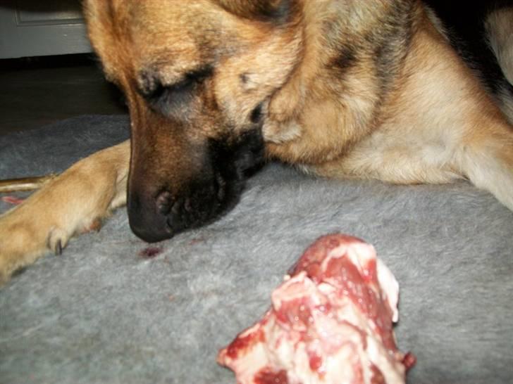 Schæferhund Hemax Aline, kaldet Eisa - Kronhjort bliver man da aldrig træt af..... billede 20