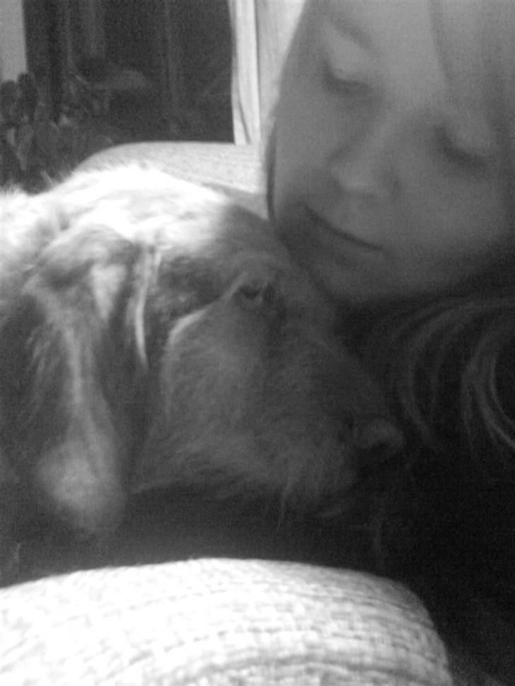 Basset fauve de bretagne Krauholt Kathleen billede 17