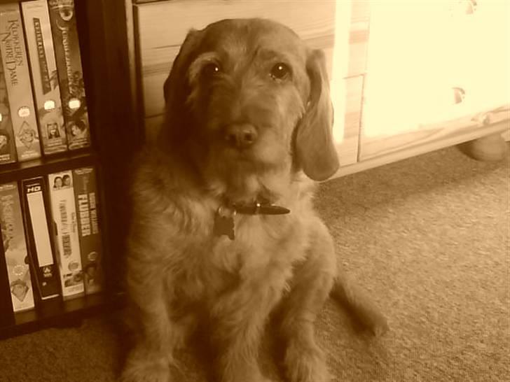 Basset fauve de bretagne Krauholt Kathleen billede 18