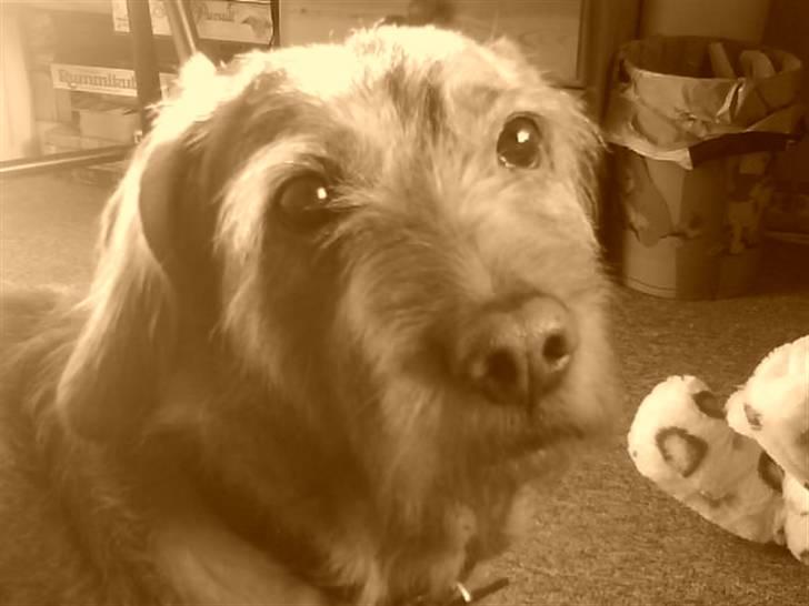 Basset fauve de bretagne Krauholt Kathleen billede 19