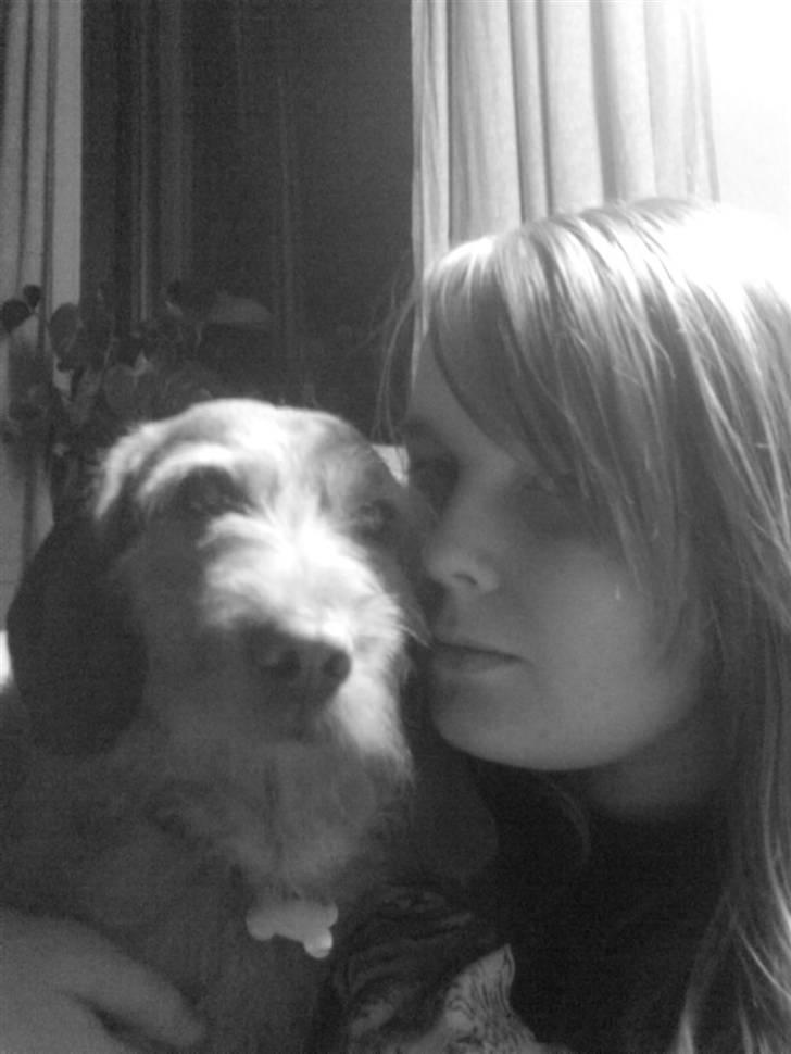 Basset fauve de bretagne Krauholt Kathleen billede 20