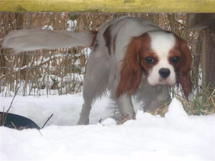 Cavalier king charles spaniel Vanilla - Vanilla hygger sig i sneen under kaninburet :D billede 18