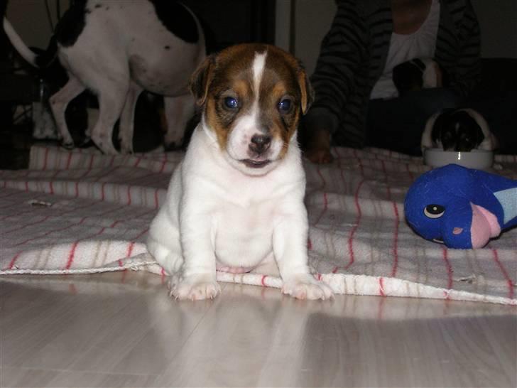 Dansk svensk gaardhund Frey billede 1