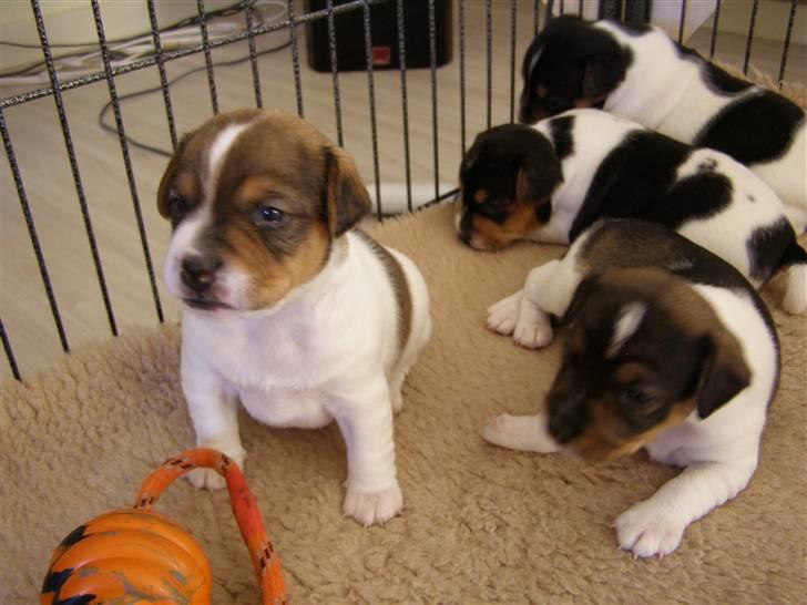 Dansk svensk gaardhund Frey billede 2