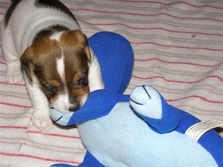 Dansk svensk gaardhund Frey billede 3