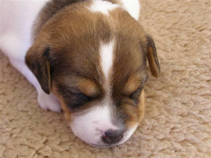 Dansk svensk gaardhund Frey billede 4