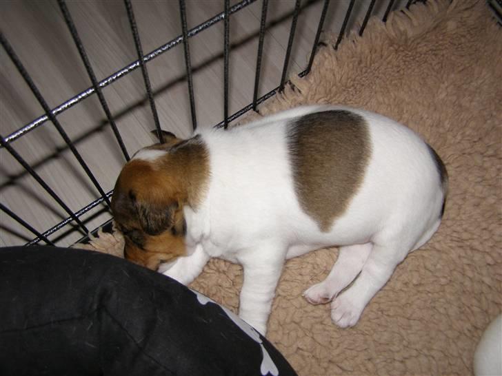 Dansk svensk gaardhund Frey billede 5