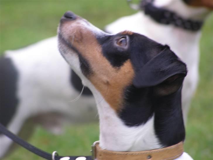 Dansk svensk gaardhund Frigga R.I.P. 2009 billede 6