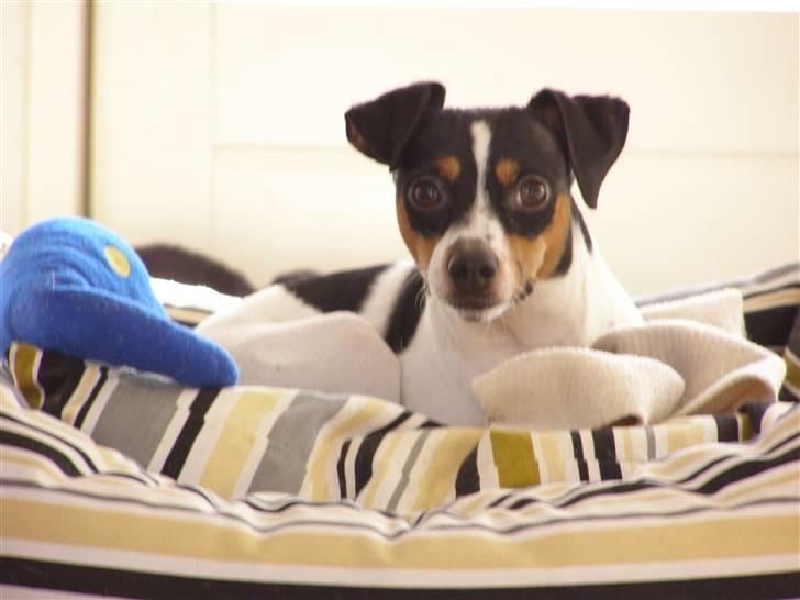 Dansk svensk gaardhund Frigga R.I.P. 2009 billede 7