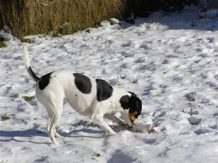 Dansk svensk gaardhund Frigga R.I.P. 2009 billede 8