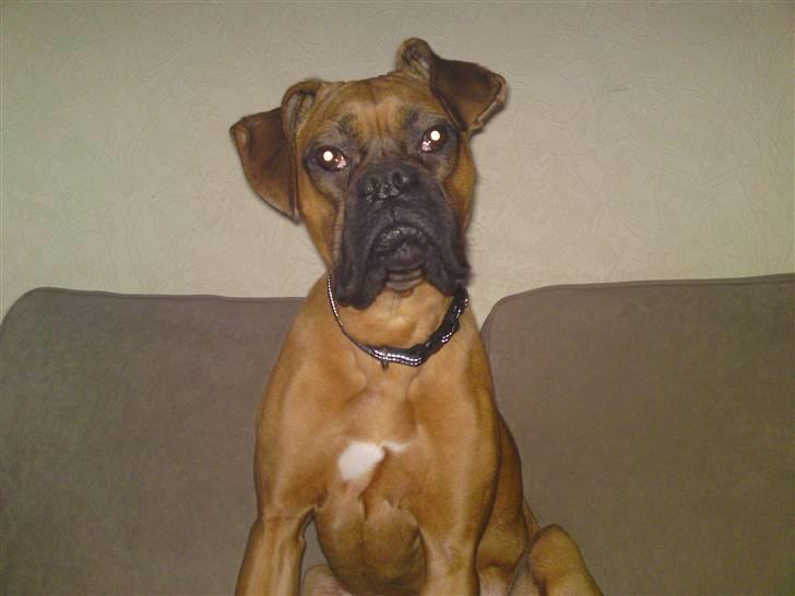Boxer Rocky billede 1