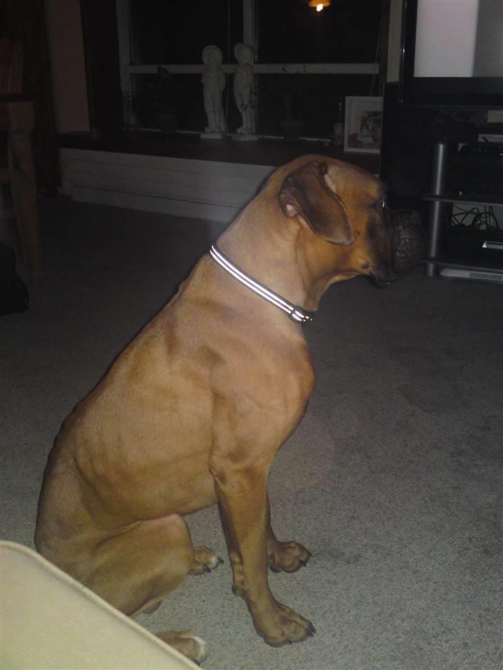 Boxer Rocky billede 2