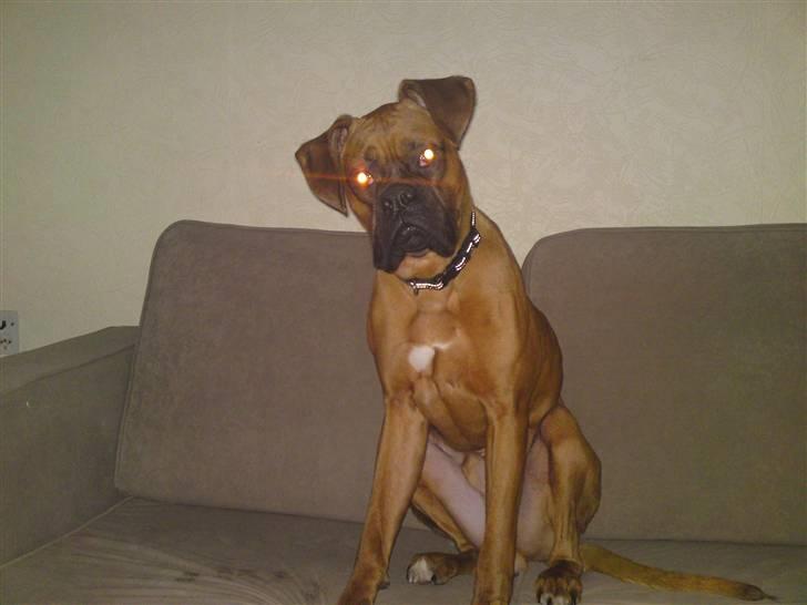 Boxer Rocky billede 3