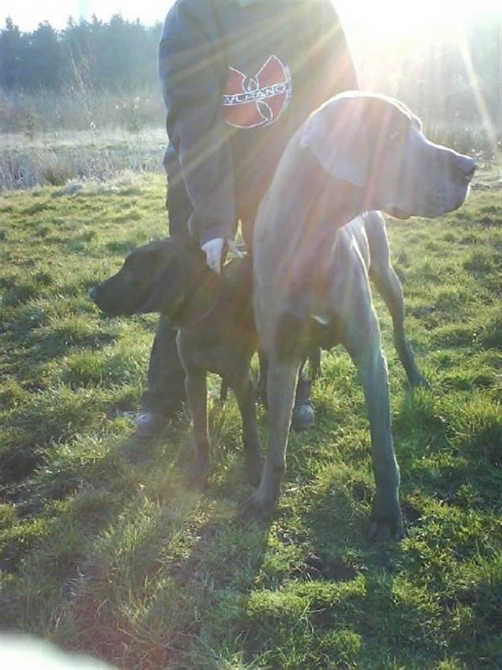 Grand danois ~Chang~ ~Himmelhund~ - Chang og søde Anubis.... RIP til dem bgge... :( billede 19