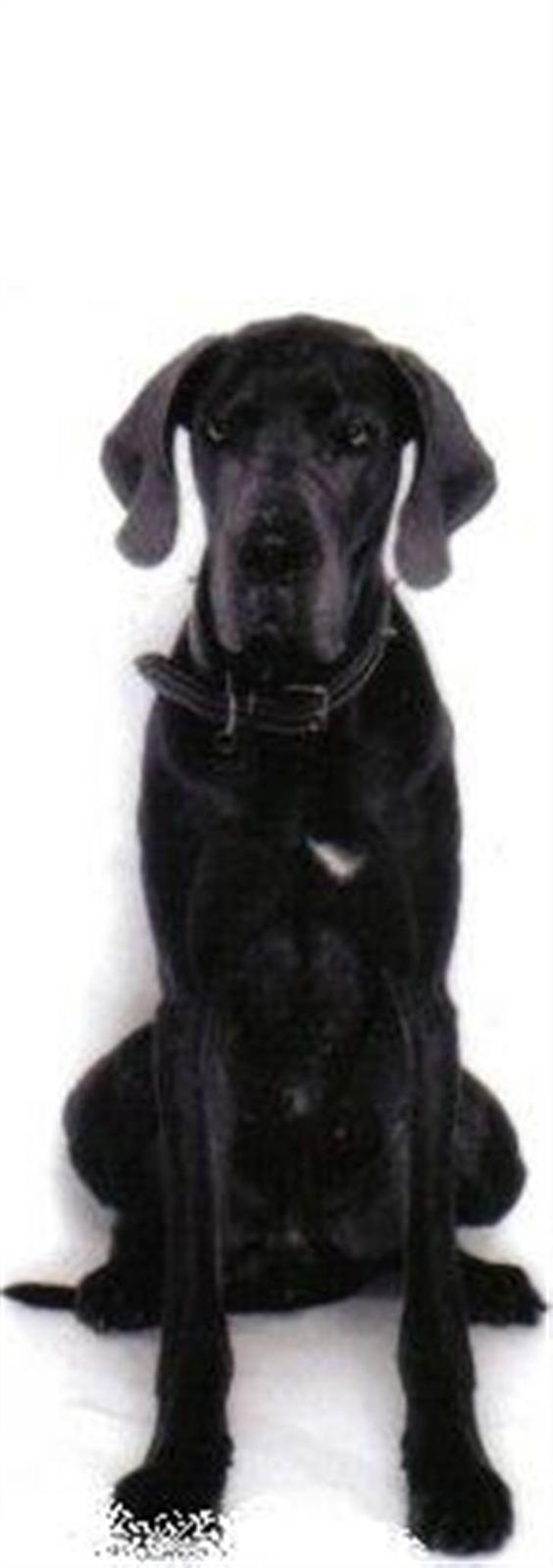 Grand danois ~Chang~ ~Himmelhund~ - møøøøs møøøøøøøs billede 20