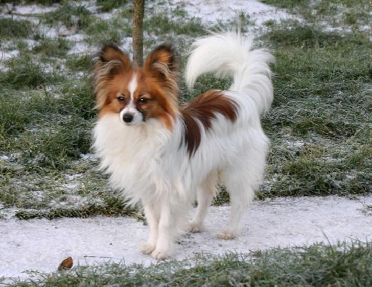 Papillon DKCH Troldalfens Ambrosius billede 11