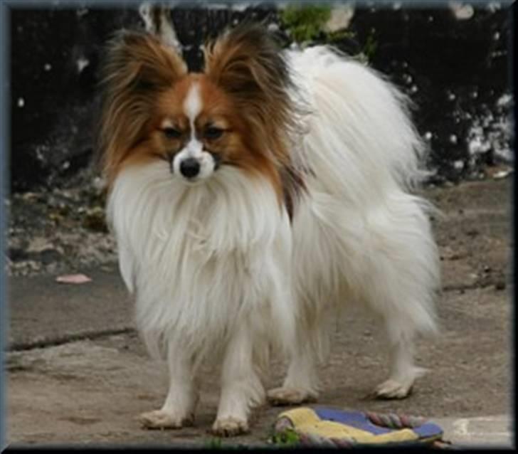 Papillon DKCH Troldalfens Ambrosius billede 6