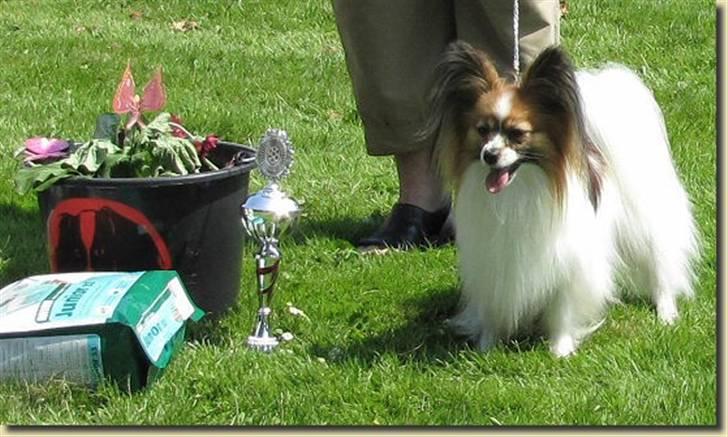 Papillon DKCH Troldalfens Ambrosius - Vilhelmsborgskuet 2010: Vinder Åben hanner billede 5