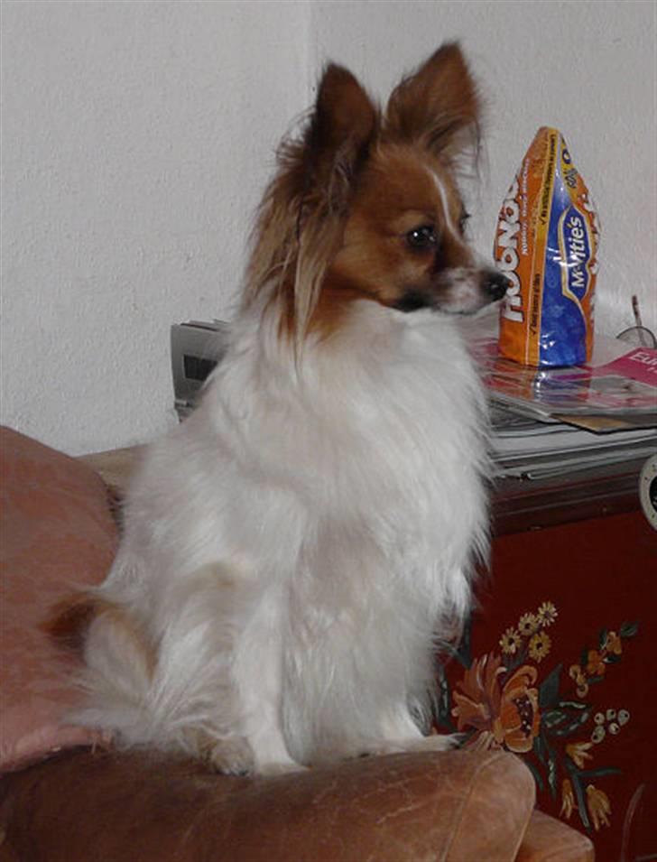 Papillon Thygesminde's Unique billede 9