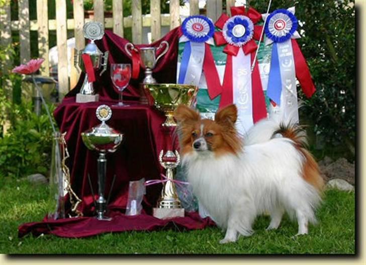 Papillon Thygesminde's Unique - Vilhelmsborg vinder 2006 billede 1