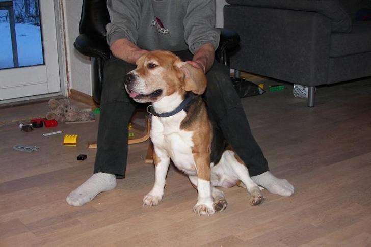 Beagle Bob  billede 14