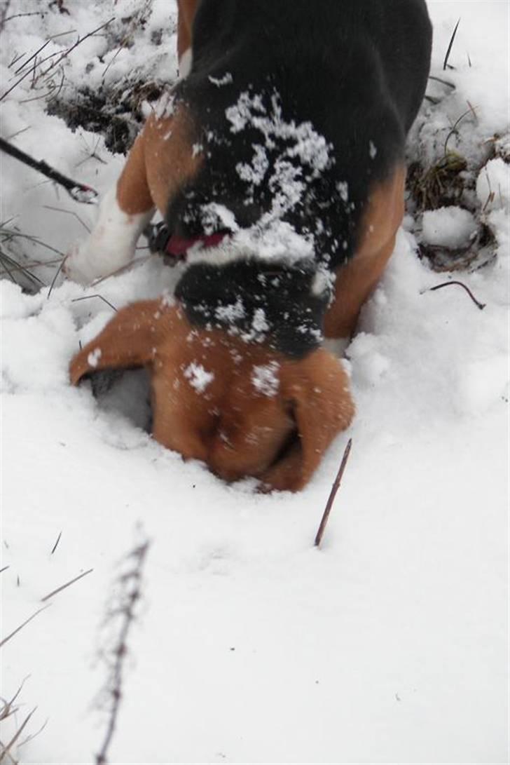 Beagle Mille billede 19