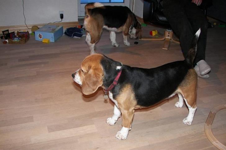 Beagle Mille billede 20